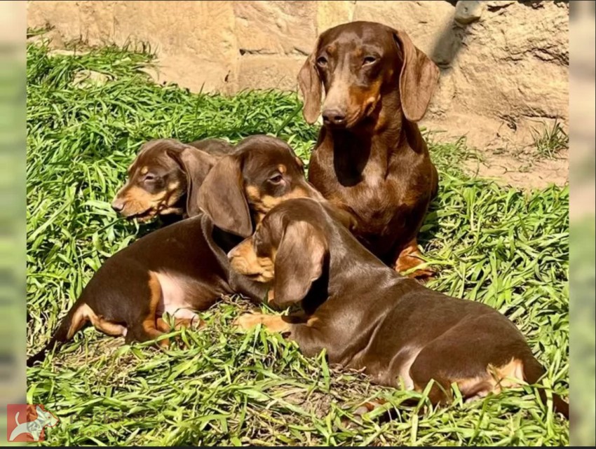 Hladkosrstý Jezevčík Štěňata Hladkosrstý Jezevčík Štěňata