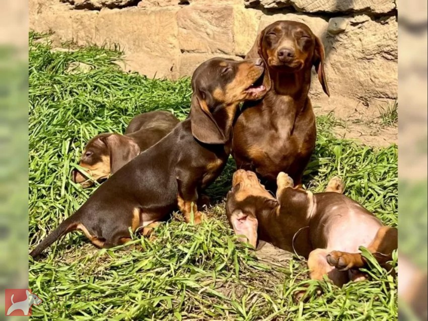 Hladkosrstý Jezevčík Štěňata Hladkosrstý Jezevčík Štěňata