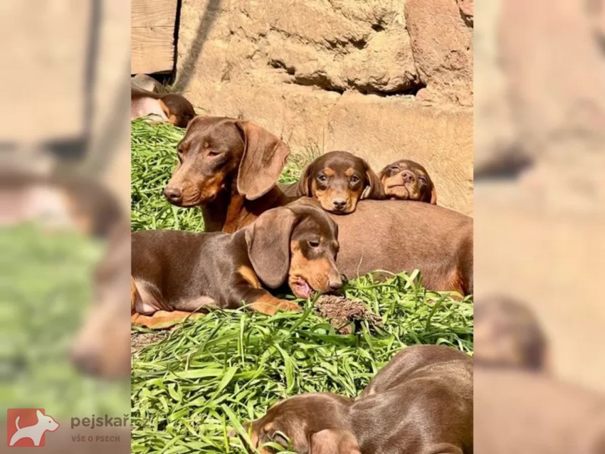 Hladkosrstý Jezevčík Štěňata Hladkosrstý Jezevčík Štěňata