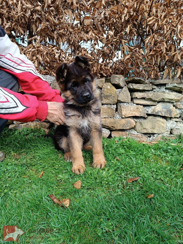 Pejsek německého ovčáka s PP Pejsek německého ovčáka s PP