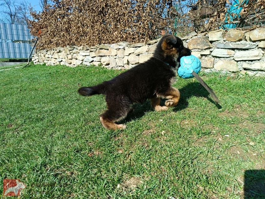 Pejsek německého ovčáka s PP Pejsek německého ovčáka s PP