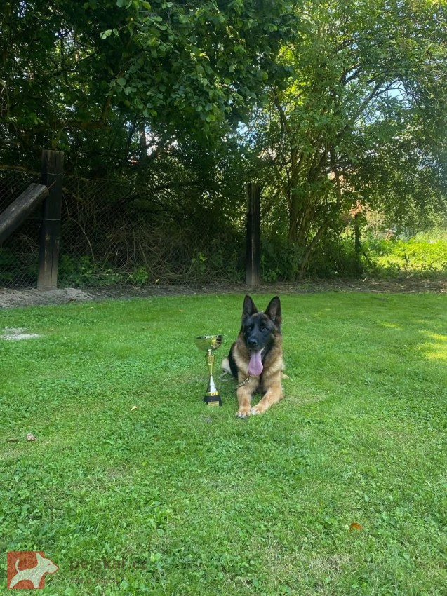 Pejsek německého ovčáka s PP Pejsek německého ovčáka s PP