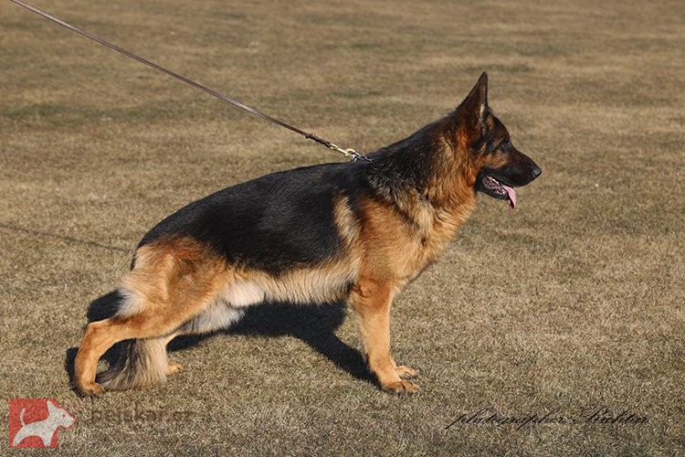 Pejsek německého ovčáka s PP Pejsek německého ovčáka s PP