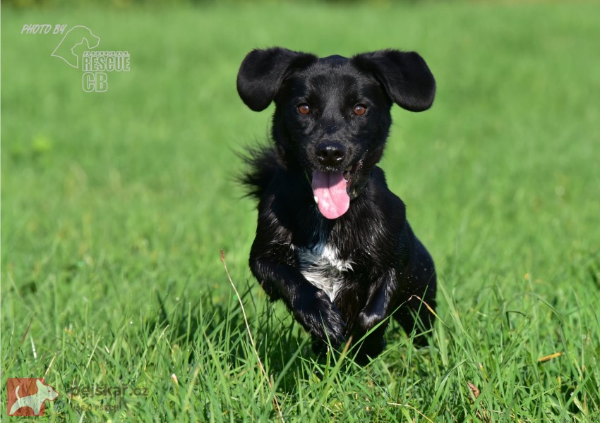 Darujeme opuštěného křížence Darujeme opuštěného křížence