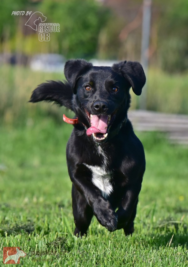 Darujeme opuštěného křížence Darujeme opuštěného křížence