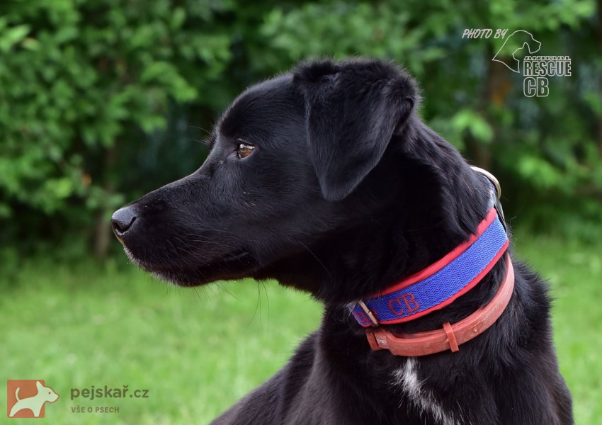 Darujeme opuštěného křížence Darujeme opuštěného křížence