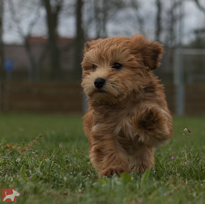 Havanský psík s PP