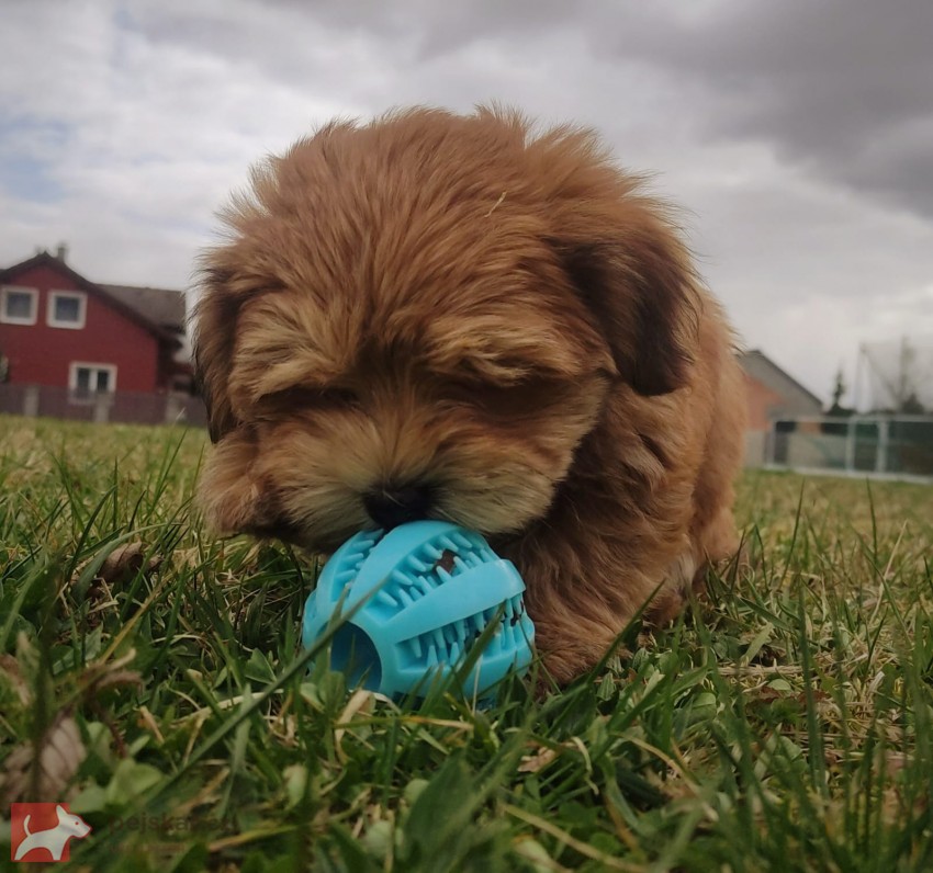 Havanský psík s PP