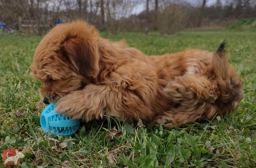 Havanský psík s PP