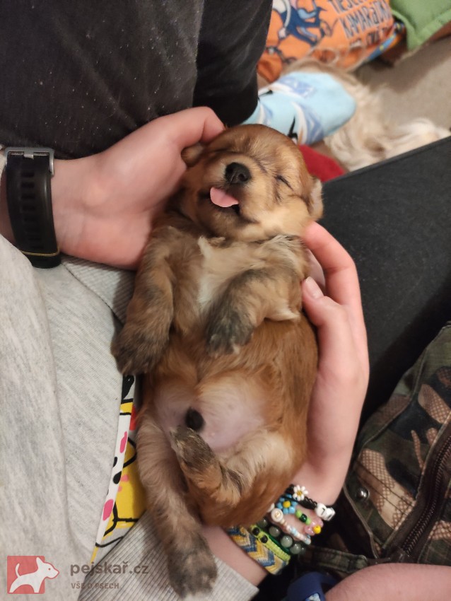 Havanský psík s PP