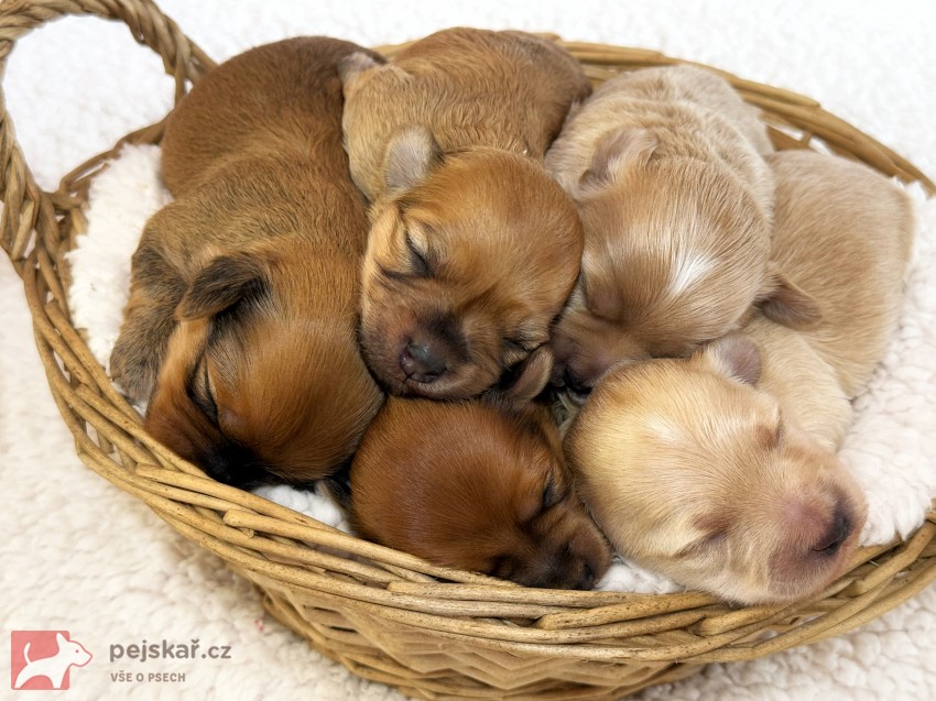 Havanský psík s PP