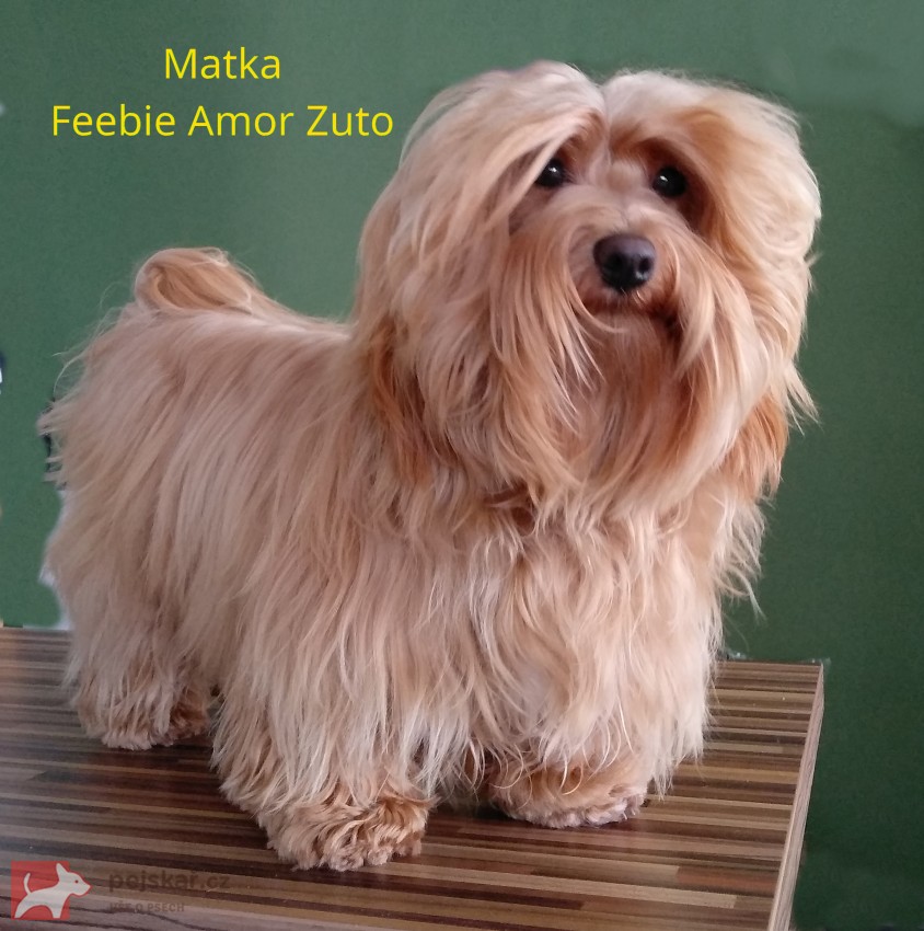 Havanský psík s PP