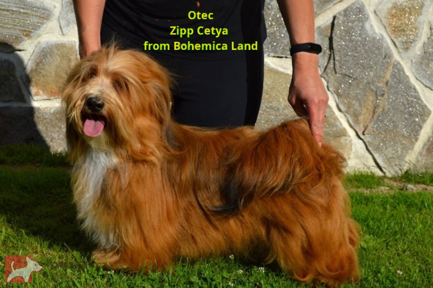 Havanský psík s PP