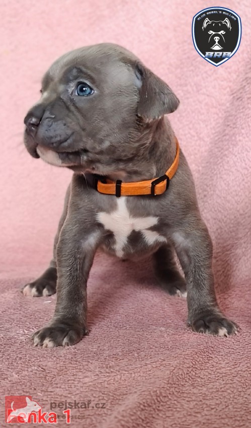 American Bully XL s PP