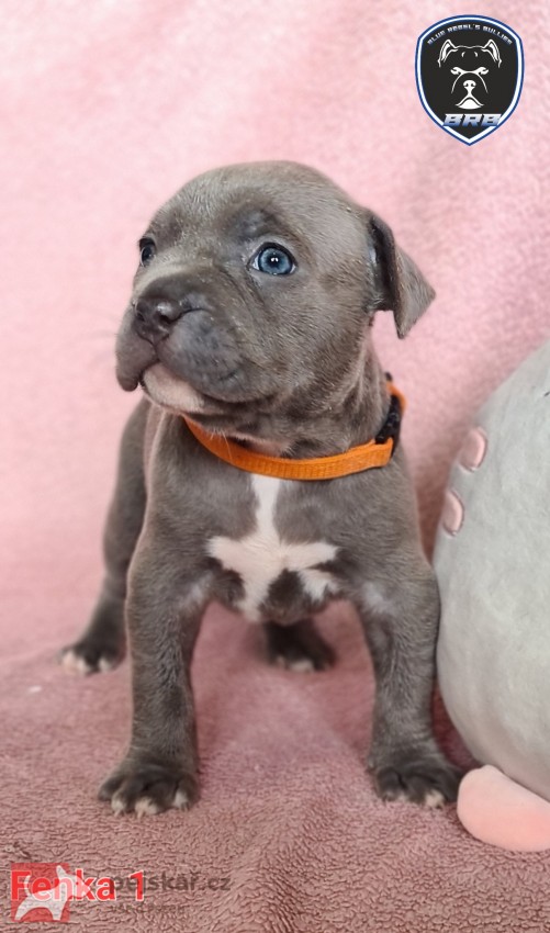 American Bully XL s PP