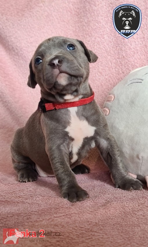 American Bully XL s PP