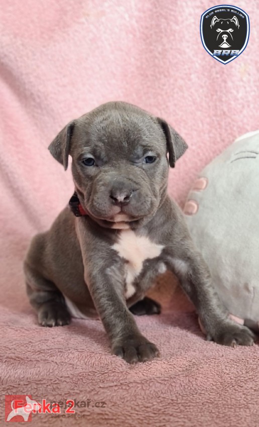 American Bully XL s PP
