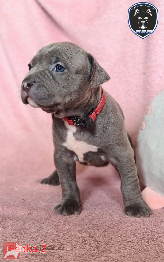 American Bully XL s PP