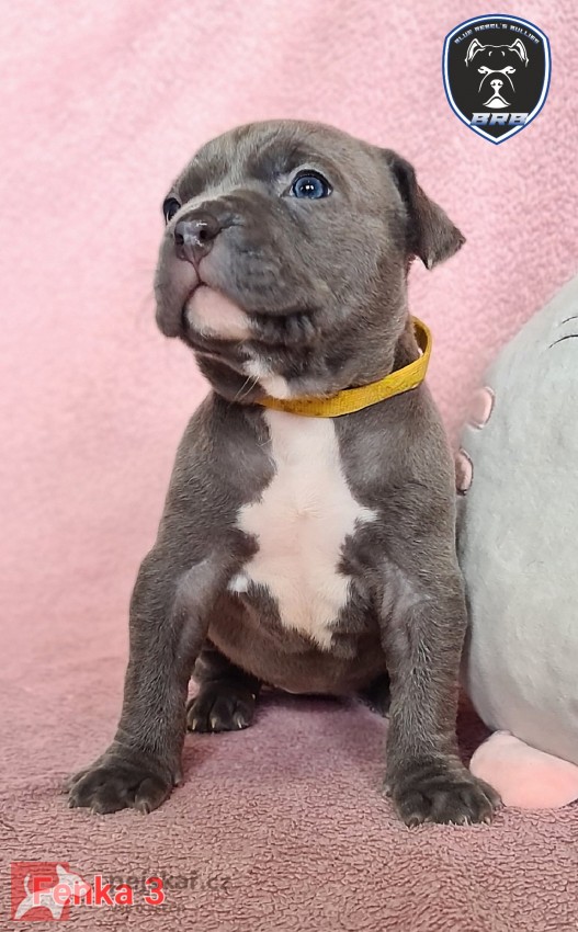 American Bully XL s PP