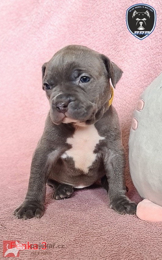 American Bully XL s PP