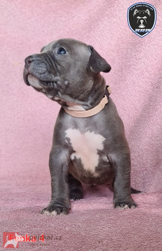 American Bully XL s PP