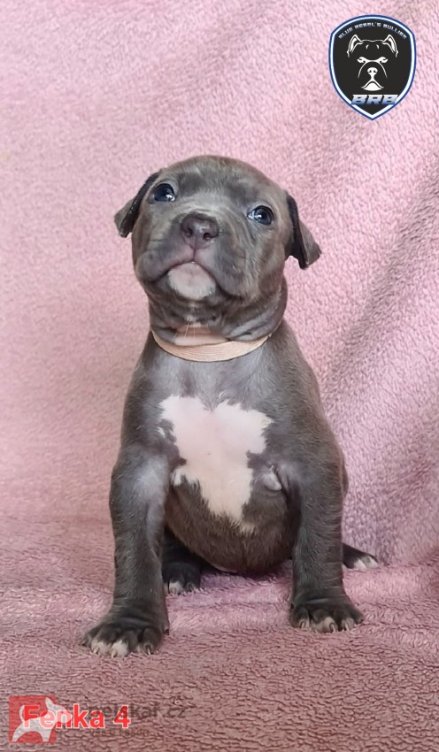 American Bully XL s PP