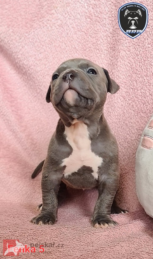 American Bully XL s PP