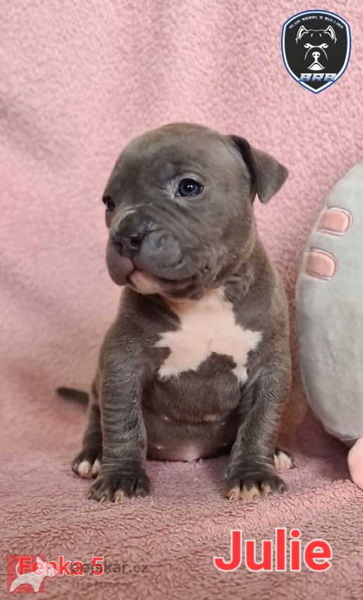 American Bully XL s PP