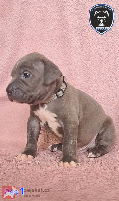 American Bully XL s PP