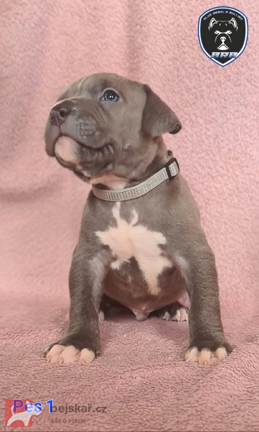 American Bully XL s PP