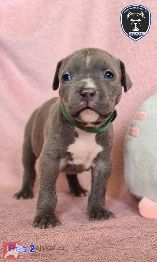 American Bully XL s PP