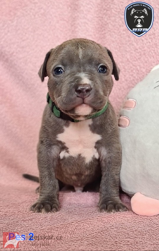 American Bully XL s PP
