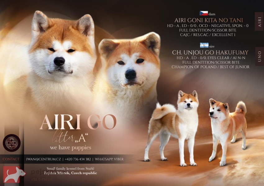 Akita Inu s průkazem původu (PP) Akita Inu s průkazem původu (PP)