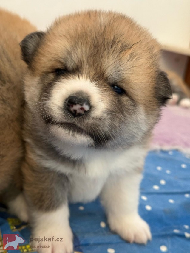 Akita Inu s průkazem původu (PP)