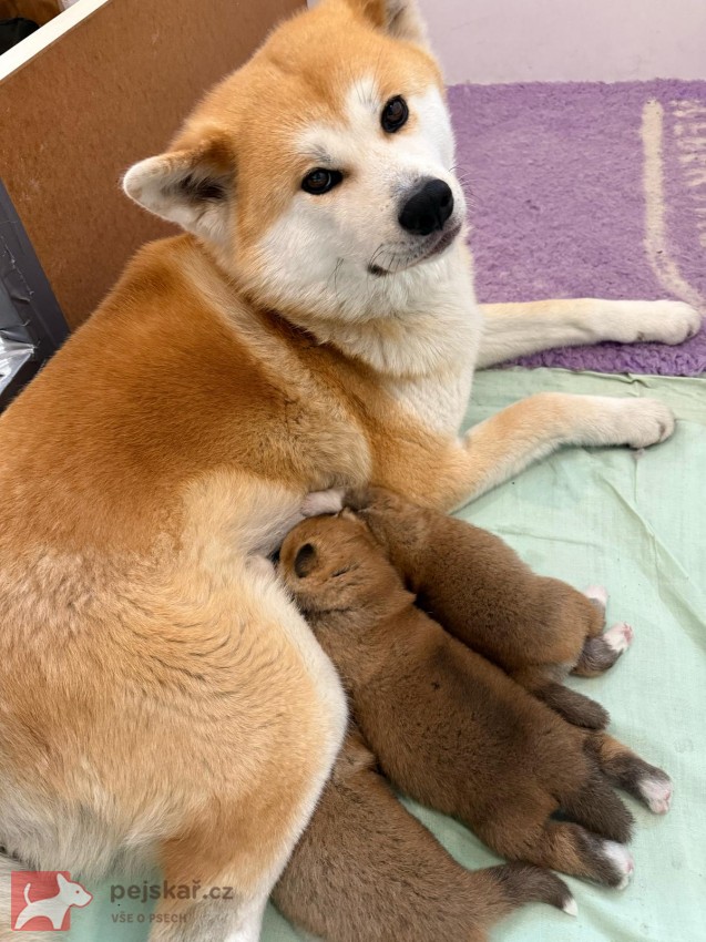 Akita Inu s průkazem původu (PP) Akita Inu s průkazem původu (PP)