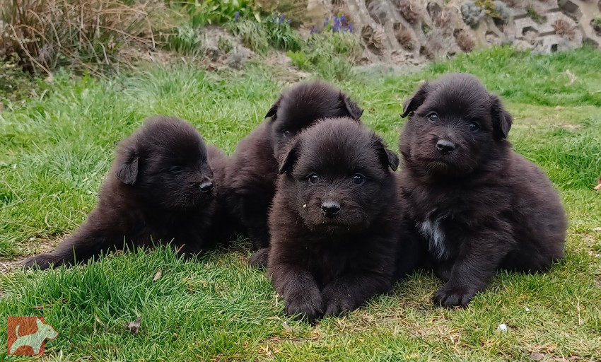 Velký černý špic prodám štěňata s PP Velký černý špic prodám štěňata s PP