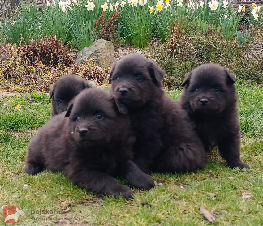 Velký černý špic prodám štěňata s PP Velký černý špic prodám štěňata s PP