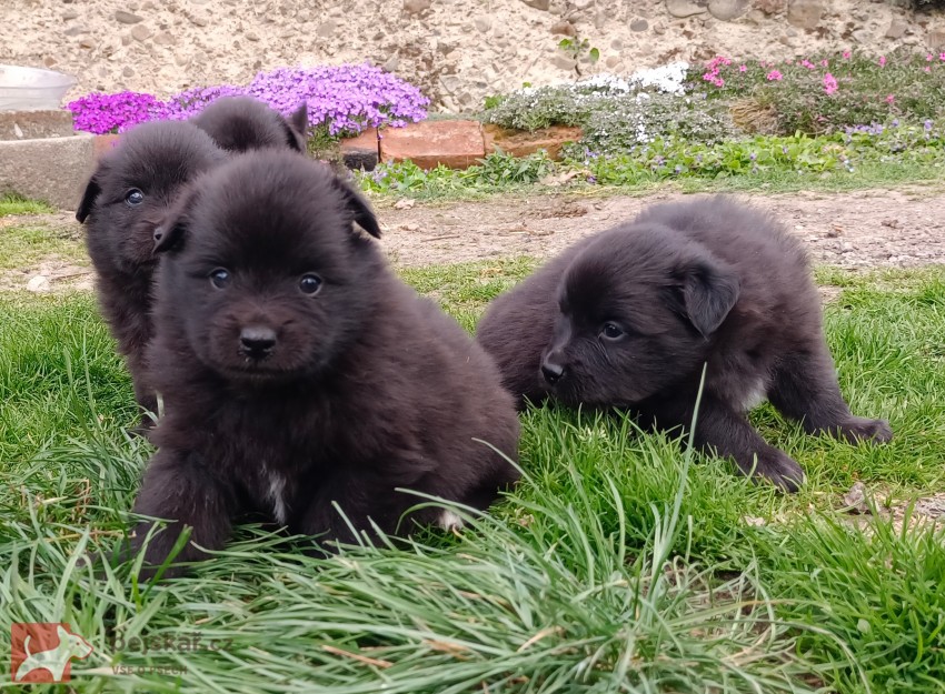 Velký černý špic prodám štěňata s PP Velký černý špic prodám štěňata s PP