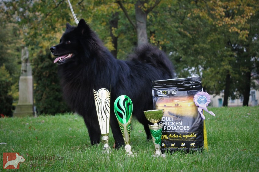 Velký černý špic prodám štěňata s PP Velký černý špic prodám štěňata s PP