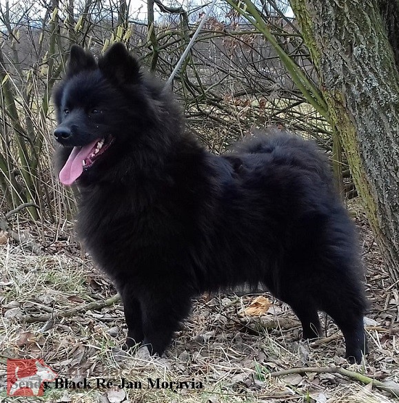 Velký černý špic prodám štěňata s PP Velký černý špic prodám štěňata s PP
