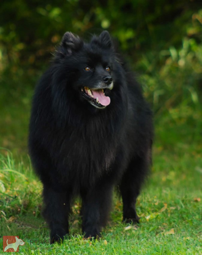 Velký černý špic prodám štěňata s PP Velký černý špic prodám štěňata s PP