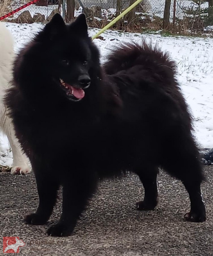 Velký černý špic prodám štěňata s PP Velký černý špic prodám štěňata s PP