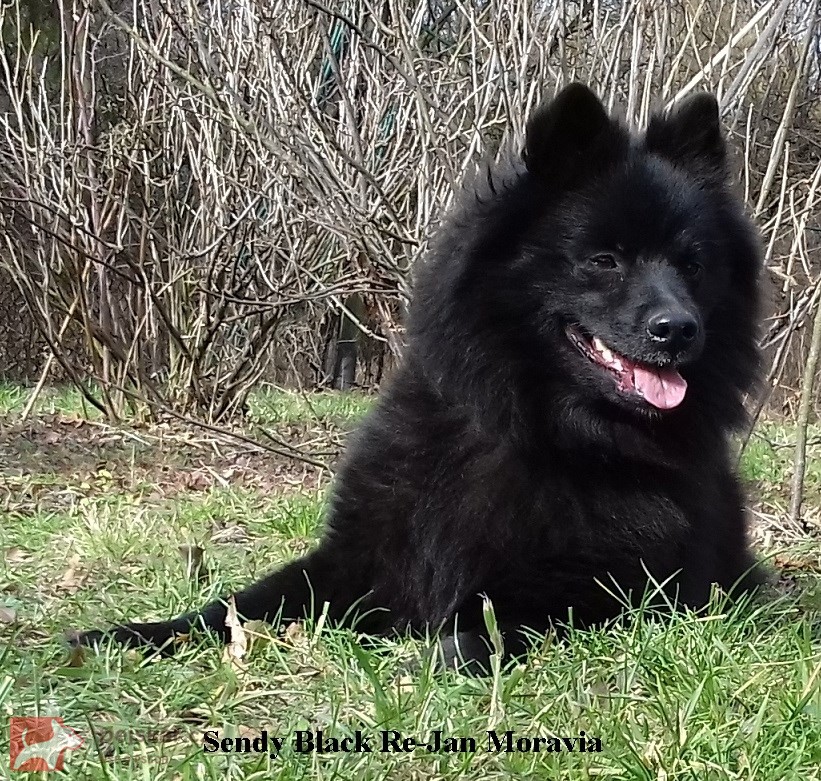 Velký černý špic prodám štěňata s PP Velký černý špic prodám štěňata s PP