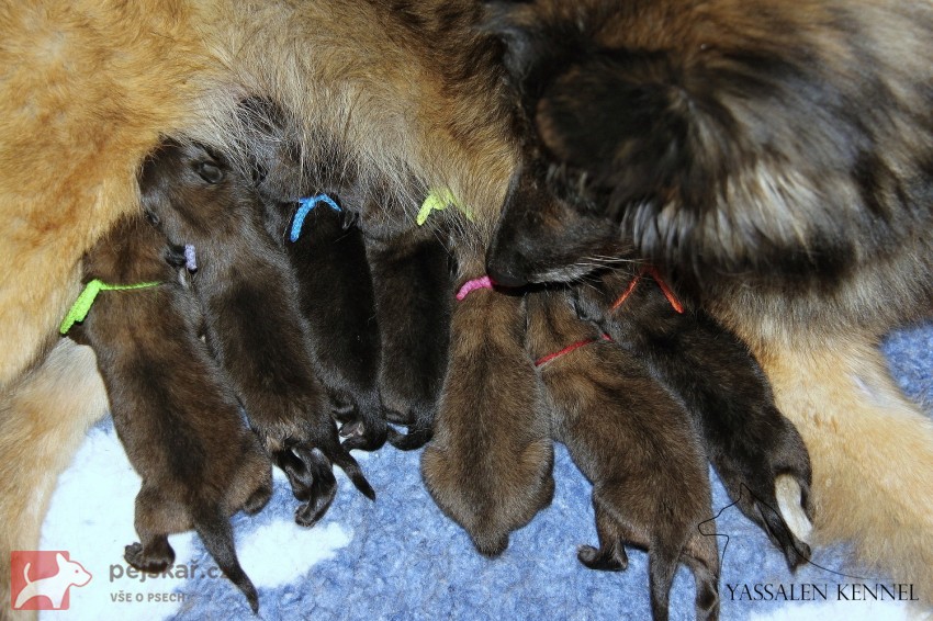 Belgický ovčák Tervueren - štěňátka s PP /pejsek a fenka/ Belgický ovčák Tervueren - štěňátka s PP /pejsek a fenka/