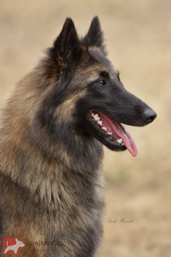 Belgický ovčák Tervueren - štěňátka s PP /pejsek a fenka/ Belgický ovčák Tervueren - štěňátka s PP /pejsek a fenka/