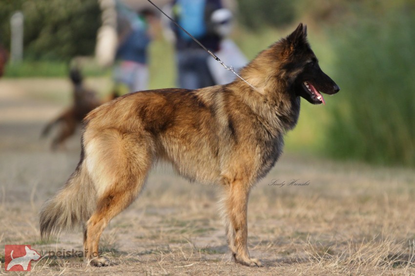 Belgický ovčák Tervueren - štěňátka s PP /pejsek a fenka/ Belgický ovčák Tervueren - štěňátka s PP /pejsek a fenka/