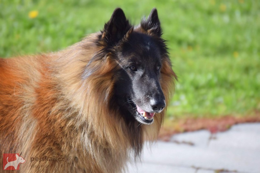 Belgický ovčák Tervueren - štěňátka s PP /pejsek a fenka/ Belgický ovčák Tervueren - štěňátka s PP /pejsek a fenka/