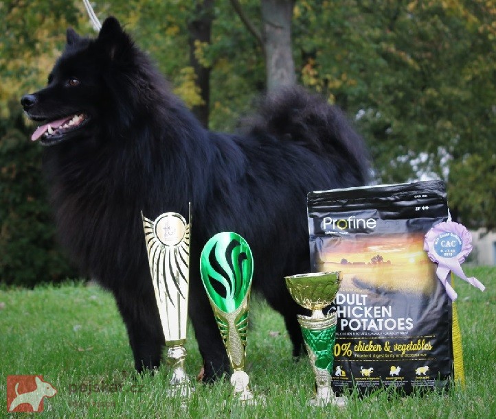 Velký černý špic krásná štěňata s PP