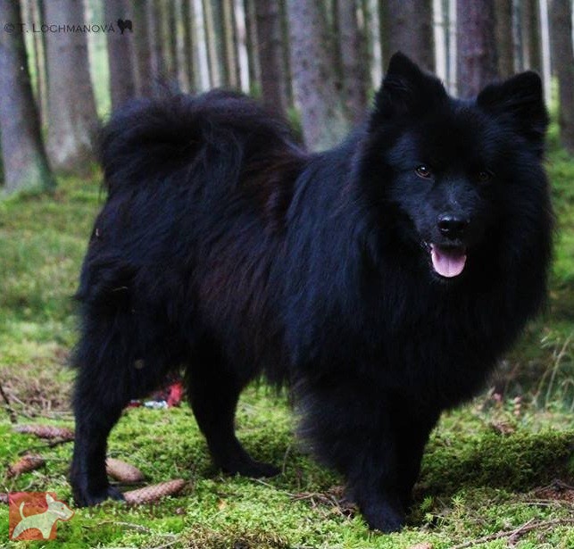 Velký černý špic krásná štěňata s PP Velký černý špic krásná štěňata s PP