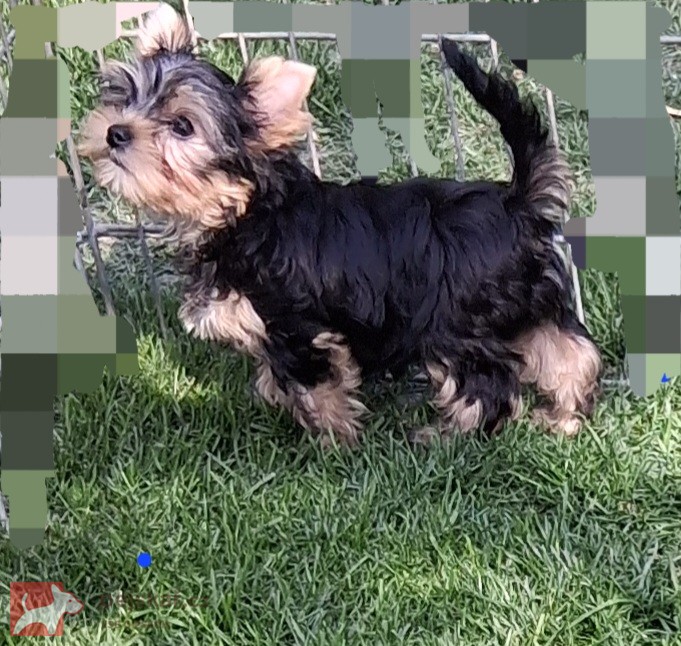 Yorkšírský terier s PP